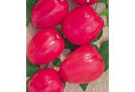 Пинк Пионер F1 - томат индетерминантный, 1 000 семян, Sakata (Саката) Япония фото, цена